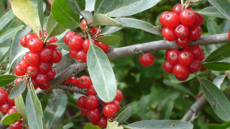 Illustration for article titled The Tastiest Berries That Grow Wild In North America